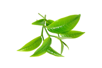 Camellia  Sinensis Leaf Extract