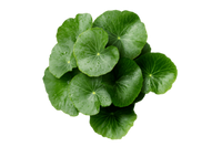 Centella Asiatica Extract