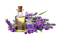 Lavender Extract