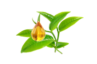 Tea Tree Extract